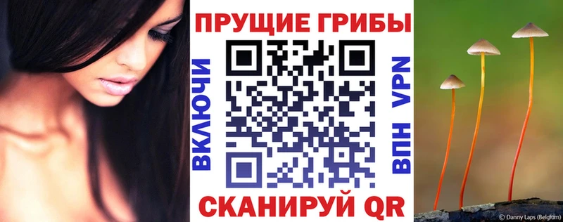 MEGA как войти  Новороссийск  Галлюциногенные грибы Psilocybine cubensis 